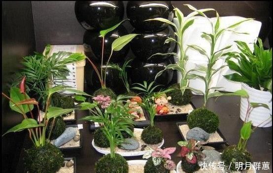 苔藓|路边常见的“它”,挖一块铺花盆里,不花一分钱,15天后收获惊喜