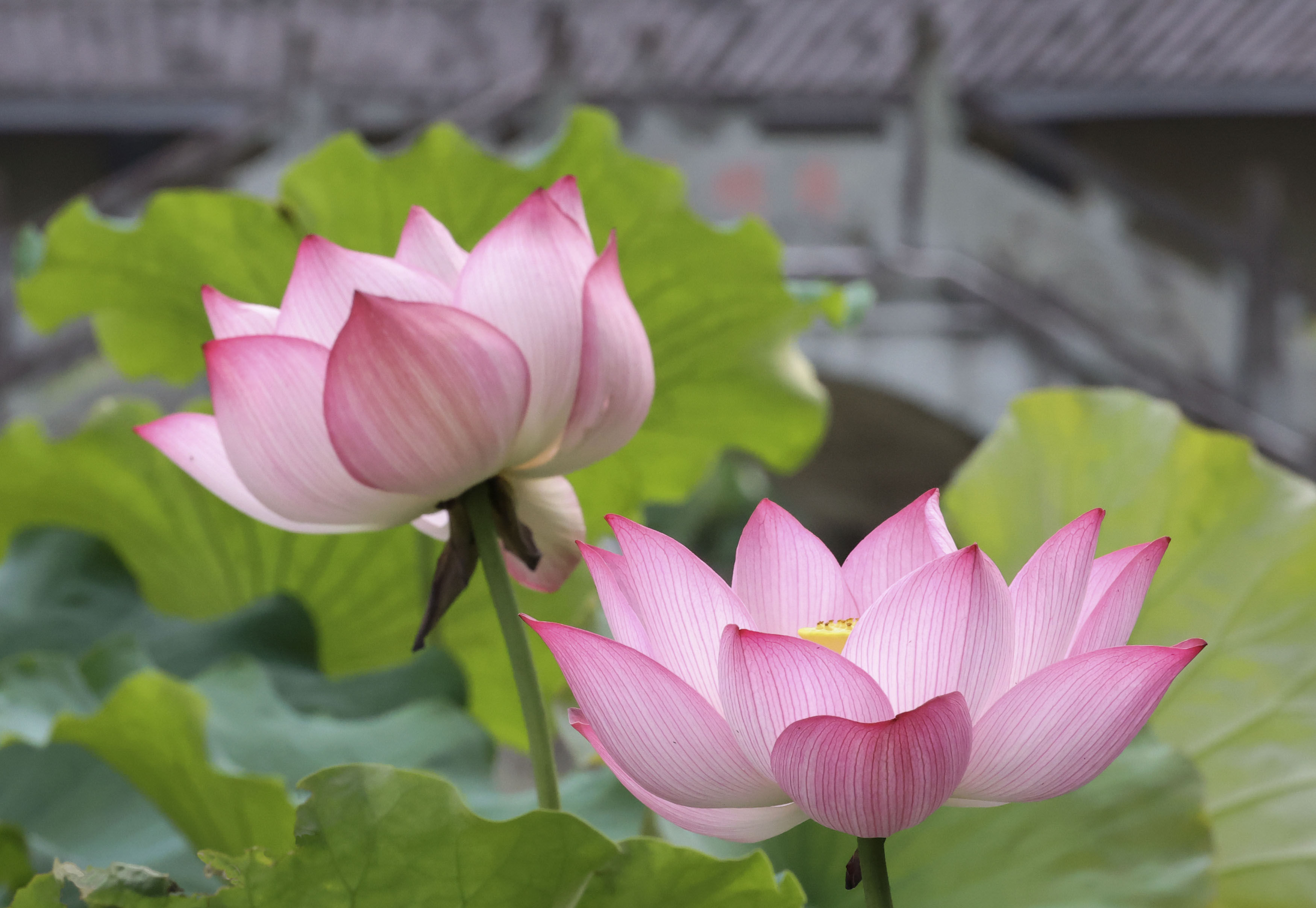 照片|景宁荷花惊艳绽放！每张照片都美成壁纸~