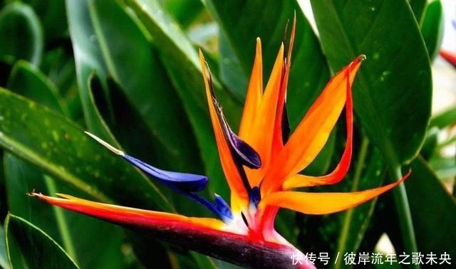 喜欢在家中养护花卉,就选择花期长,花色绚丽的5种花卉,非常美