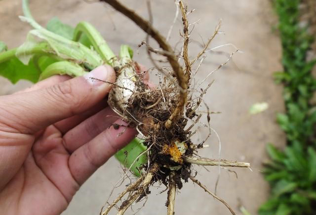 三七|中药不可以随便吃，尤其是一些土方偏方，当心损害个别脏器