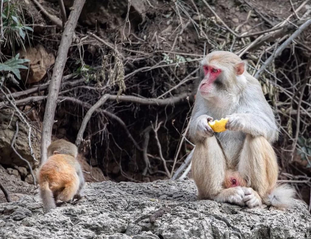 中年|巫山为小三峡猕猴送过年货