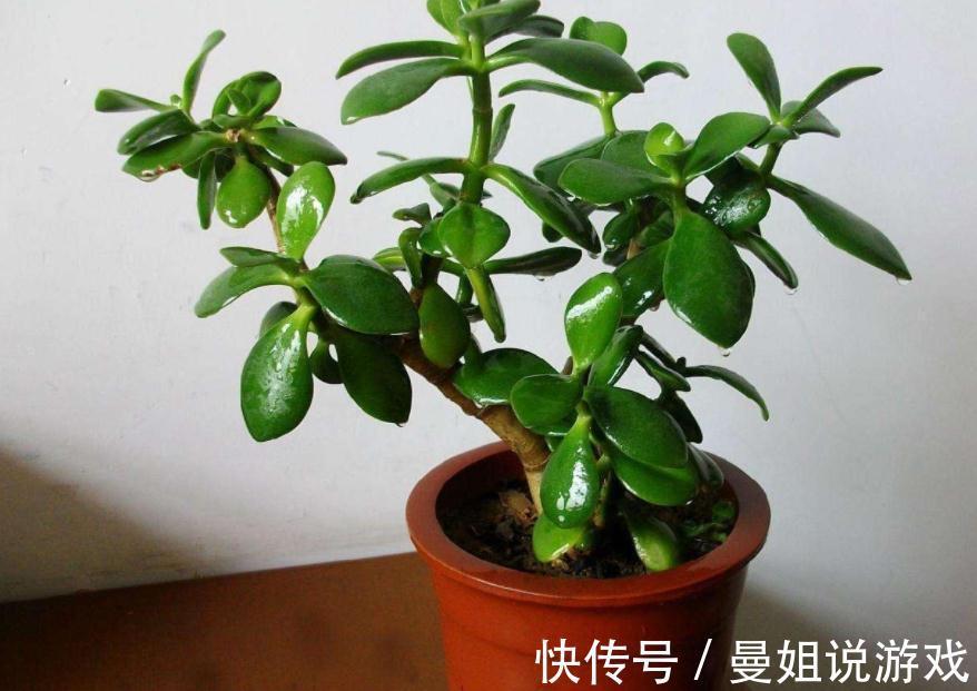 冬天养玉树,想盆栽叶绿茂盛,除了掐枝,还需抓住这几个关键点