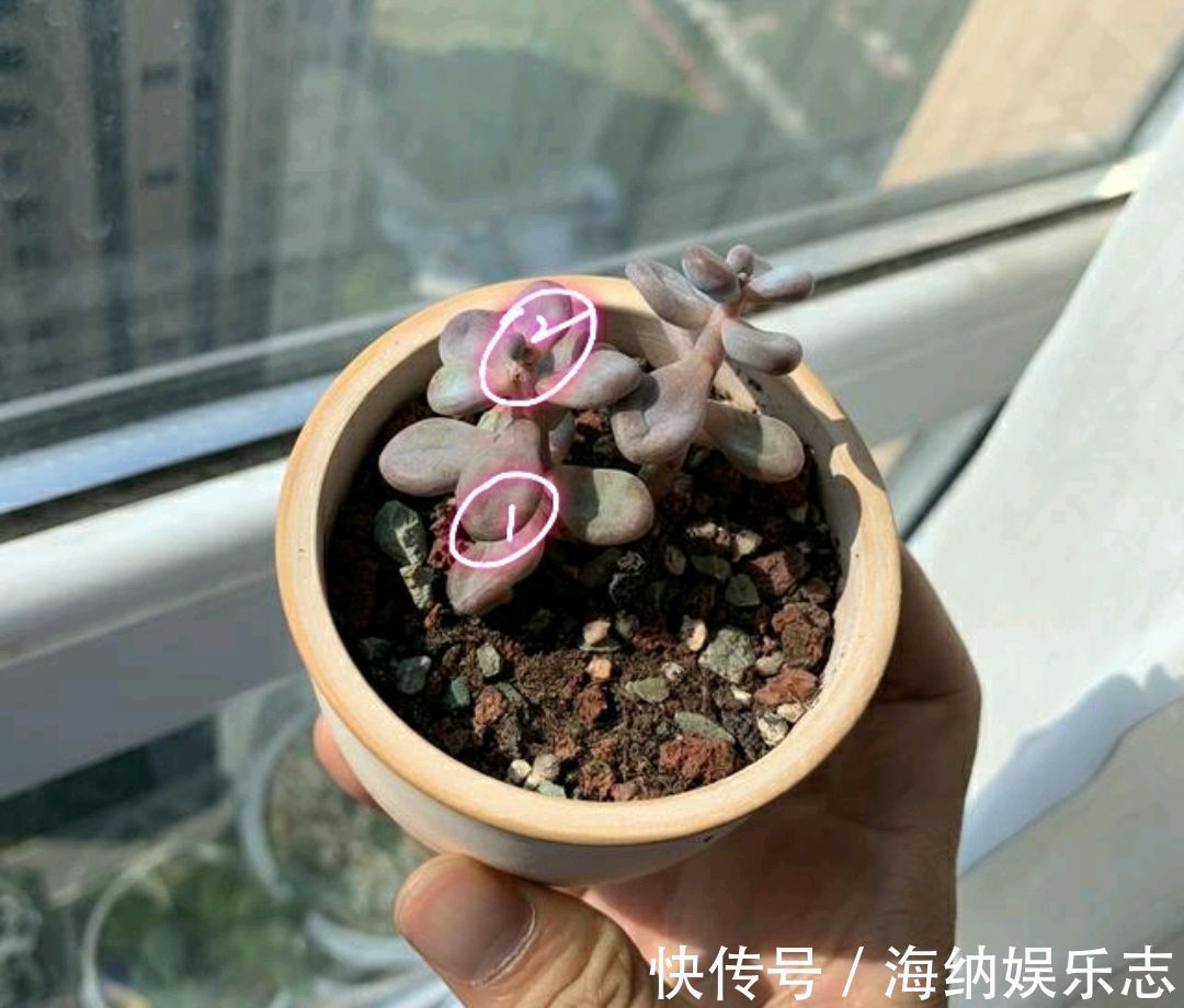 浇水|多肉桃之卵长气生根是好事还是坏事只需2招，根旺爆盆不掉叶