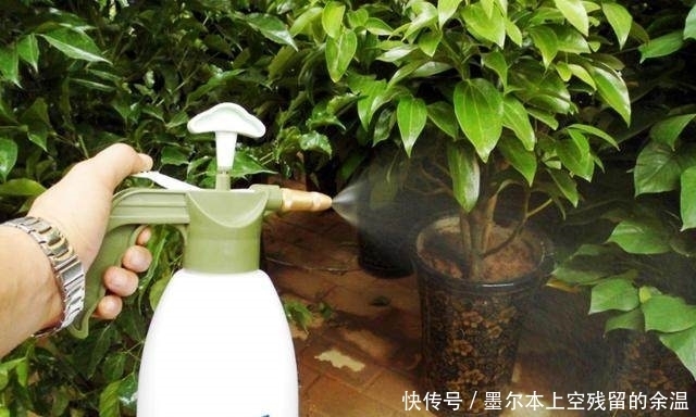 修剪|总是把花养死?这几个养花小技巧,学会了啥花都能养的好