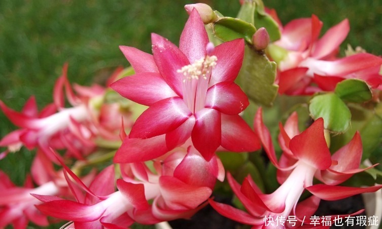 丰花月季|喜欢养护漂亮的花卉,就选择3种花卉,妩媚妖娆,优雅大气,漂亮