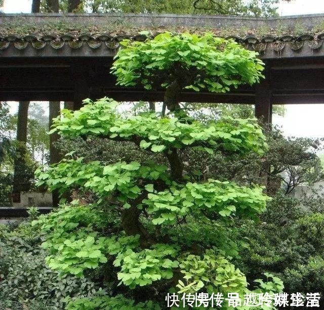 苍劲|这3种盆景可以养成传家宝，再穷也要养，越老越值钱！