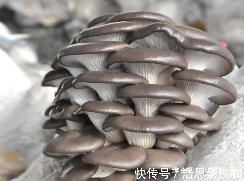 毛巾|阳台不止能养花,还能种蘑菇,15天一茬,2个月吃不完