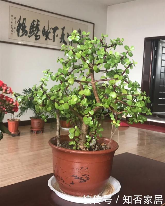 特别好养|养花技巧:折腾不死的25种花,咋养都爆盆,懒人最适合