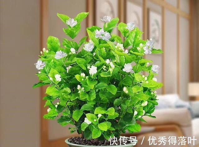 冬天养茉莉,正在“虚弱期”,避开5“惧怕”,开花更劲爆!