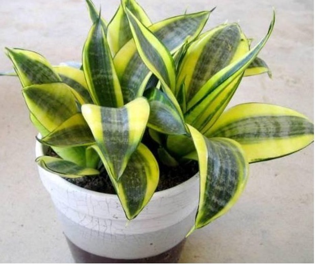 花店老板不会告诉你以下几种花叶子沾土就生根，养1盆可变多盆