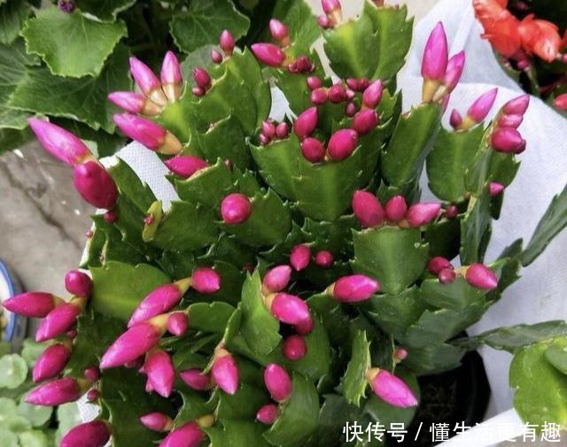 蟹爪兰长满大花苞可不是好事,缺了这一步,一朵也开不了!