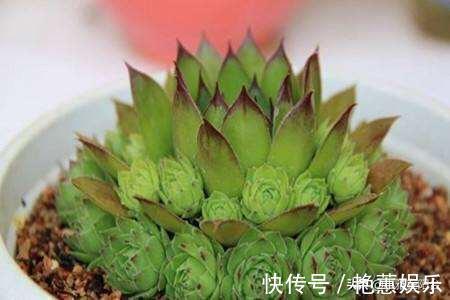 养观音莲,4个小技巧,侧芽不断冒,长出一大圈,一棵变多棵!