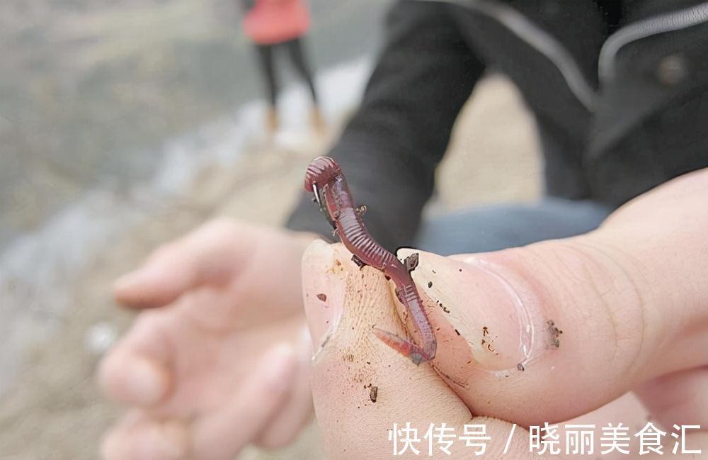 十一二月钓鲤鱼,用上这三种饵料,不怕鲤鱼不上钩