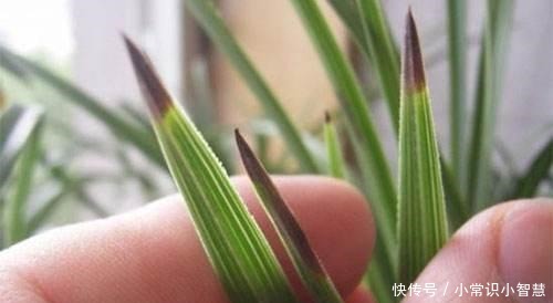 兰花喜阴、不喜光就“1点”误导了多少人,难怪兰花不开花!