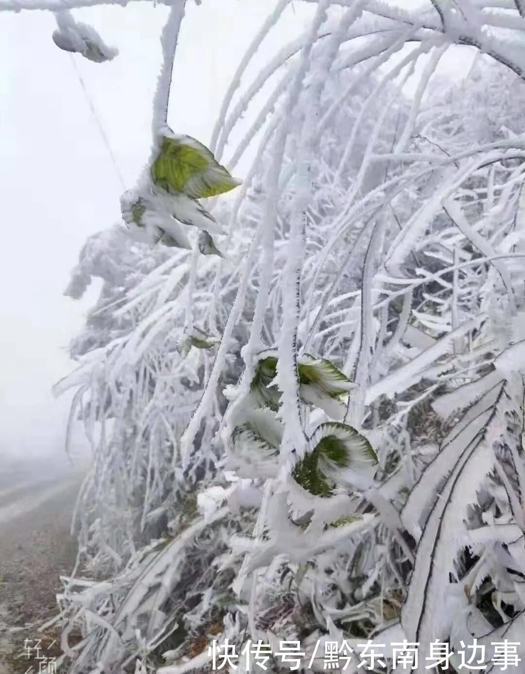 路段实施|凯里小高山一夜白头 最美雪景如约而至