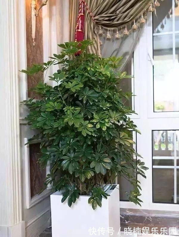客厅见树,后代富足,7种“吉利树”,随便养一盆,养人又旺家