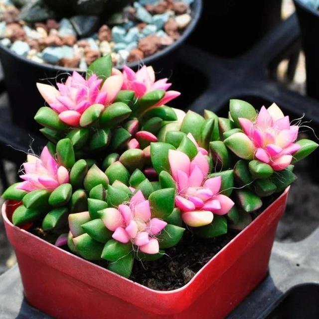 多肉出现“2种状况”，不要等、不要拖，越快“换盆”越好