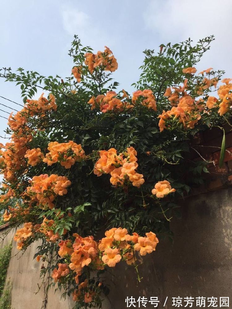 喜欢玫瑰,不妨养盆“珍奇品种”宠爱小姐,花身金黄,立体感十足