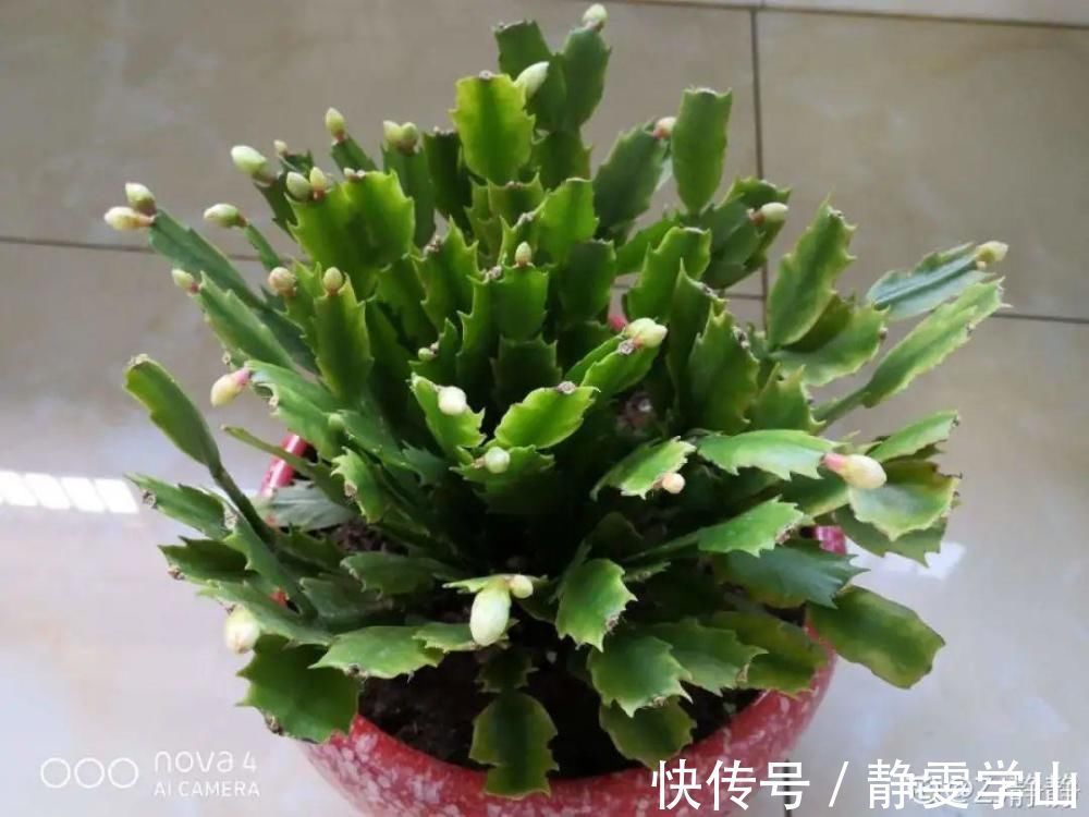 叶子|养护蟹爪兰,要注意8个要点,才能开出仙气飘飘花