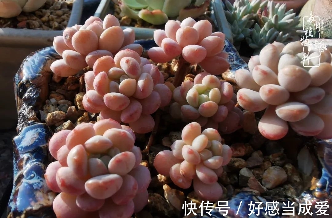 治愈之“肉”:愿所有的养肉人都被这些“胖子们”治愈