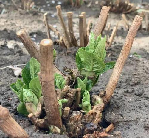 养花|养花新手买“老桩”,都被“割韭菜”,高手会省钱,专挑小的买