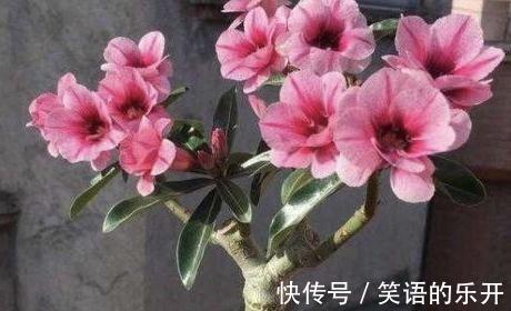 浇水|全民公认,天热值得入手的8种花,粗放管理开花贼漂亮