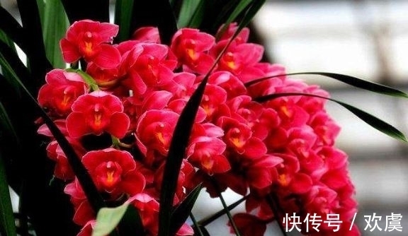 4种花好养易爆盆,四季繁花似锦,姿色艳丽