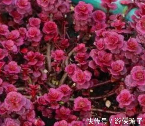 3种多肉让人爱不释手,秋冬晒一晒太阳,出状态美丽动人