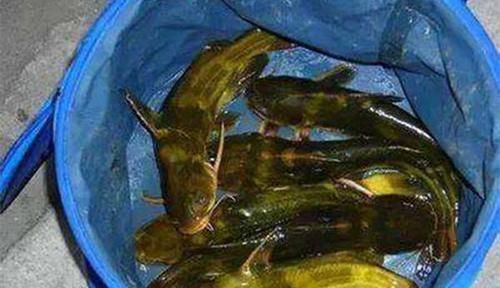 长竿|手竿钓黄颡鱼的实战技巧,这种钓法简单易学,让你轻松钓到黄颡鱼