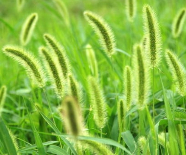 默默无闻的狗尾巴草，泡水喝竟有4个神奇功效，男女老少离不开！