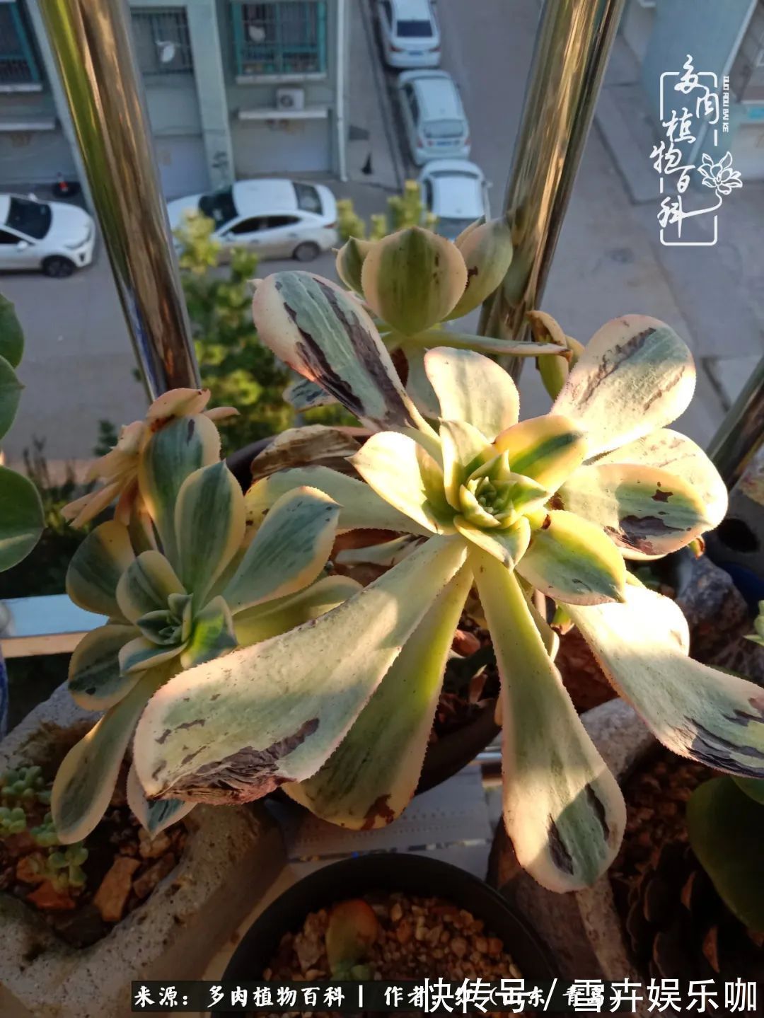 红稚莲|多肉度个夏,回到解放前!曾经有多美,现在就有多丑!