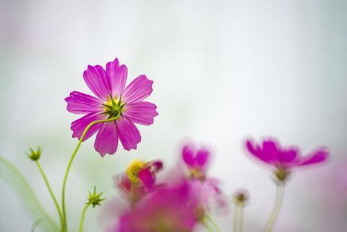 人生不能贪求舒适,要学会借助压力来激发生命中的活力