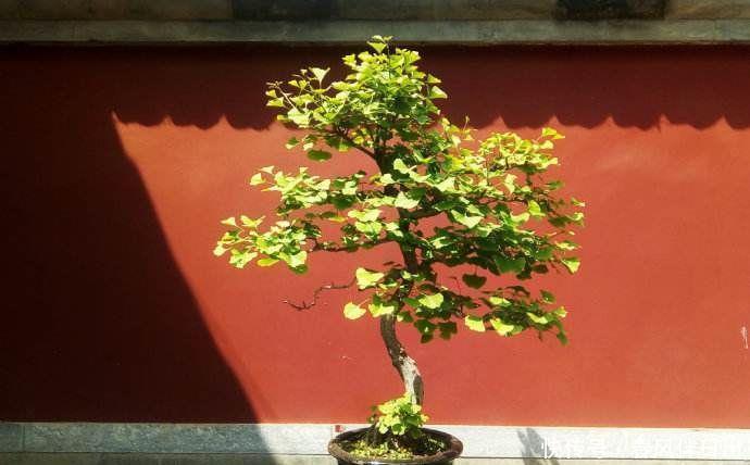 秋天的银杏美到窒息，快来学习如何养在家里