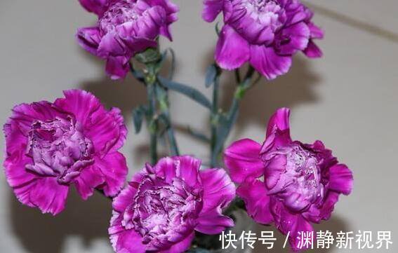 老人|家中有老人养“它”花语温馨与慈祥，开花颜色特殊，花叶俱美