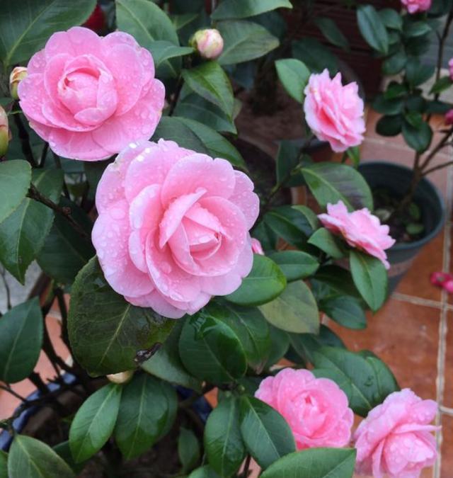 秋季给茶花换盆,1个“细节”别忽略,快速服盆,花苞蹭蹭冒