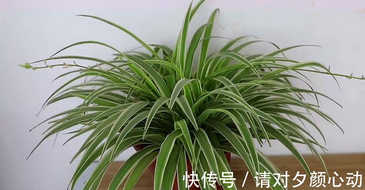 9种养不死的花,绿萝只能排最后,再养不活就剁手吧