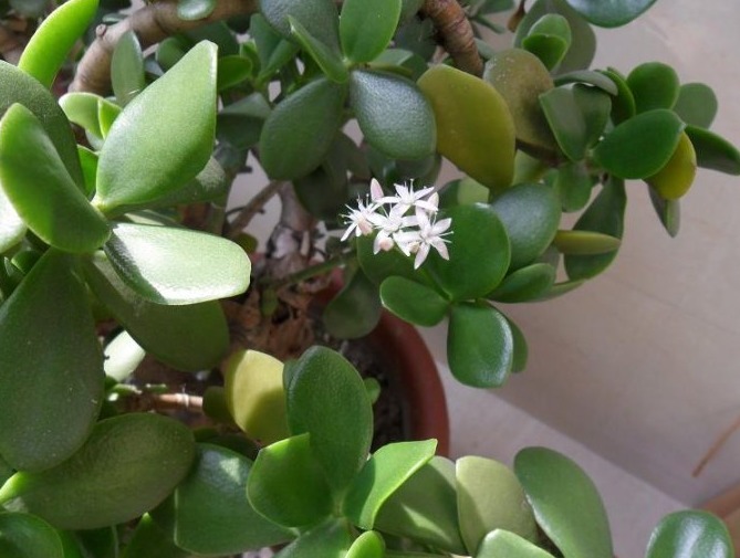 家养玉树年年不开花掌握三个小技巧，玉树就在今年盛开