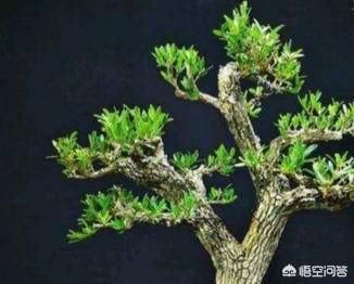 雀舌黄杨古朴典雅沧桑，雀舌黄杨盆景在北方如何养护？