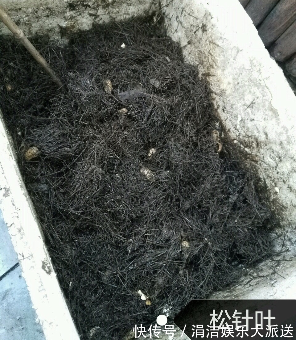 自制1种“混合土”，君子兰、绿萝最喜欢，1分钱不花，根旺叶绿