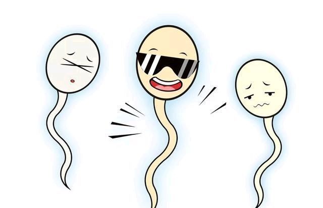 生活百科全书:所有没有与卵子结合的精子最终都到哪里去了?