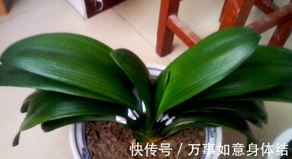 盆栽君子兰，这3方面全做对了，才能“攻克”不开花的难题