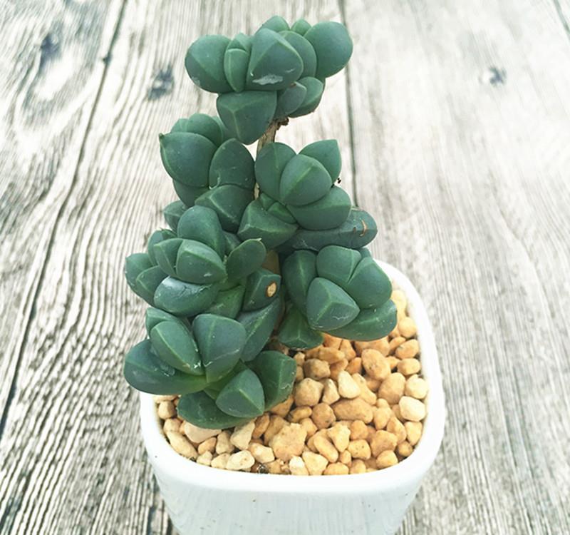 多肉|秋季想露养多肉,先别急,把握住这5点事半功倍