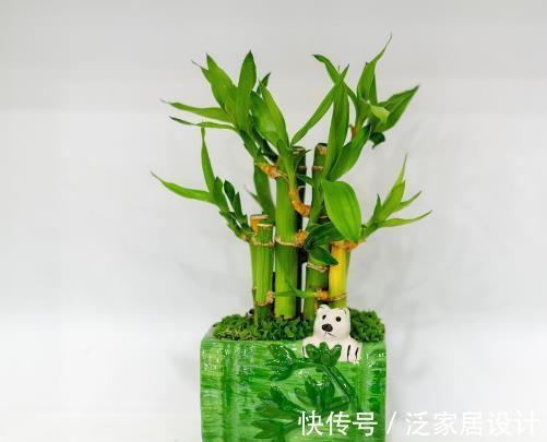 喝水|五种花天热特别能喝水,缺水叶子就发黄枯萎,别怕浇水多