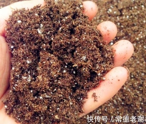 6个养花“坏习惯”,难怪花花长不好,快看看你中了几条?