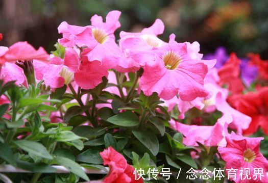 家养此款花卉,开花勤爱爆盆,花量大不操心,很受爱花人士的喜爱