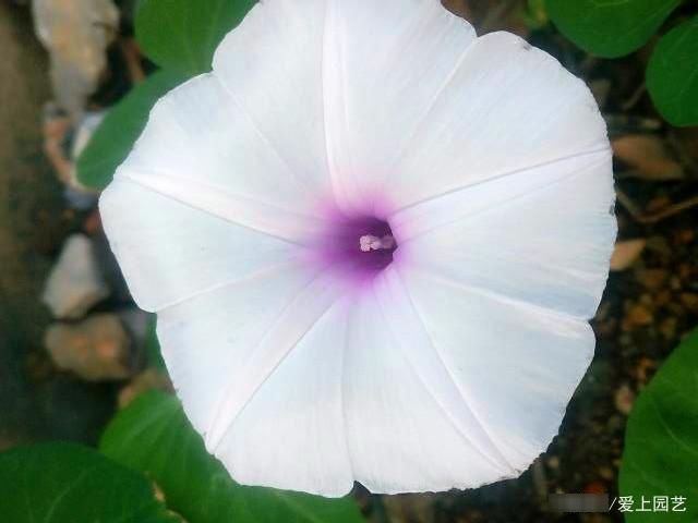  因为美味而被人忽视了美貌，说说那些令人惊艳的菜花