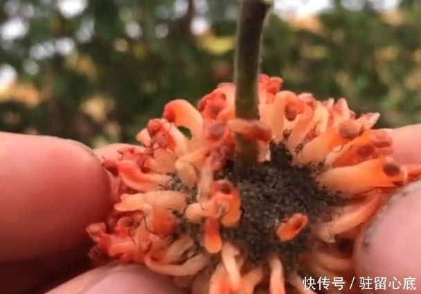 这种野果子一棵树结上千个，红彤彤的看着让人流口水，你见过没