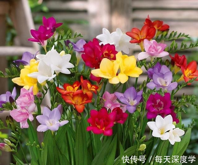 绣球花|6种“欠冻花”,冬天会假死,闷着头憋新芽,春天一到,砰砰爆花