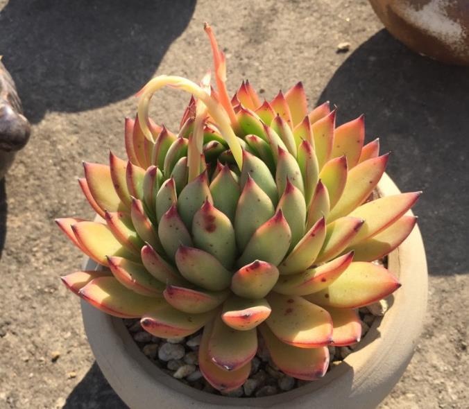 多肉植物给水有技巧,别再乱浇水了,花农教你一招让多肉肥厚