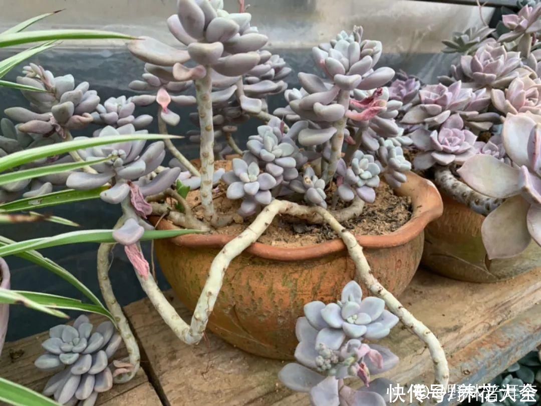 多肉|多肉夏天怎么养？休眠期一到，就要小心了